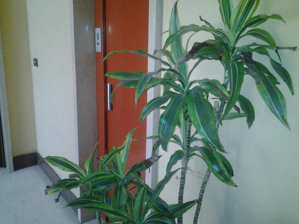 Olimpica Relais Guest House Rom Exterior foto